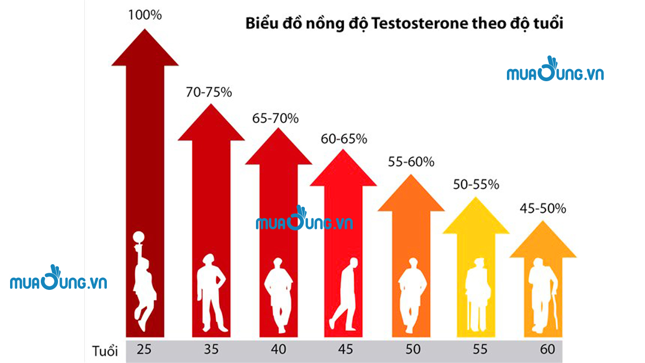Nồng độ Testosterone